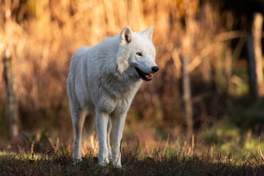 Günbatımında ormanda beyaz kurt
