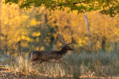 Sonbahar boyunca ormanda koşan Fallow geyiği.