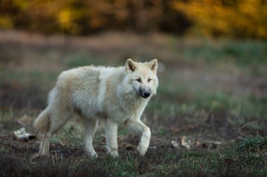 Ormandaki beyaz kurt
