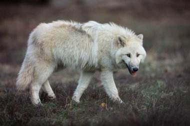 Ormanda bir beyaz kurdun portresi