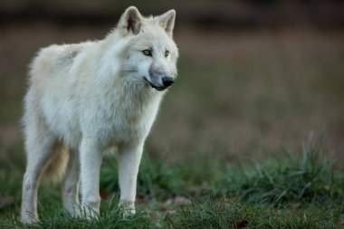 Ormandaki beyaz kurt