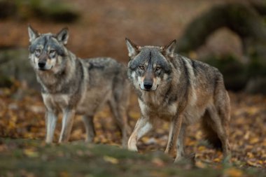 Ormanda iki Gri Kurt