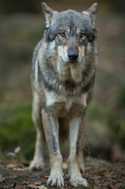 Ormandaki Gri Kurt portresi