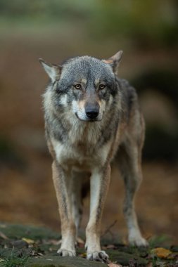 Ormandaki Gri Kurt portresi