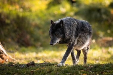 Sonbahar boyunca ormanda siyah kurt