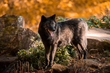 Sonbahar boyunca ormanda siyah kurt