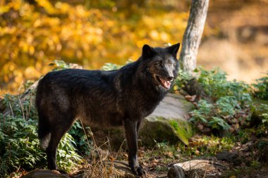 Sonbahar boyunca ormanda siyah kurt