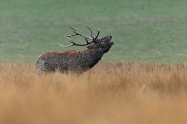 Tekdüzelik sırasında çayırdaki kırmızı geyik