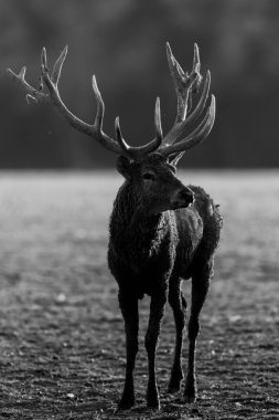 Tekdüzelik sırasında çayırdaki kırmızı geyik