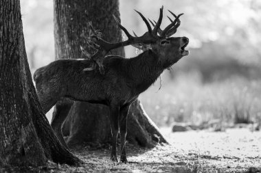 Tekdüzelik sırasında ormanda kızıl geyik