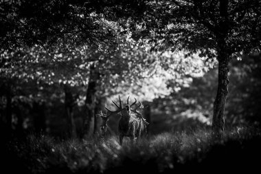 Tekdüzelik sırasında ormanda kızıl geyik