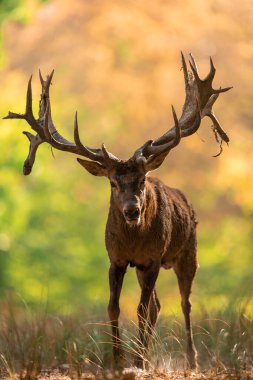 Tekdüzelik sırasında ormanda kızıl geyik