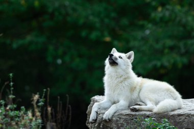 White wolf seated in the forest