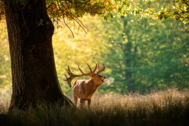 Tekdüzelik sırasında ormanda kızıl geyik