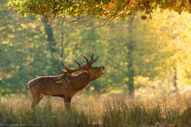 Tekdüzelik sırasında ormanda kızıl geyik