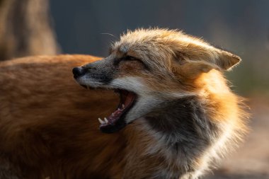 Kızgın bir kızıl tilkinin portresi