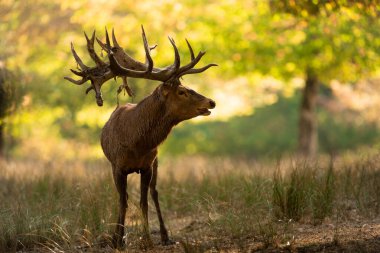Tekdüzelik sırasında ormanda kızıl geyik