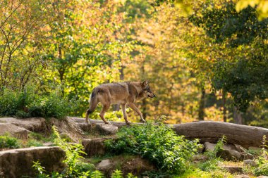 White wolf seated in the forest