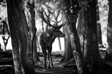 Tekdüzelik sırasında ormanda kızıl geyik