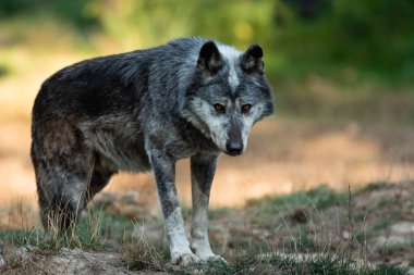 Yazın ormanda siyah kurt.