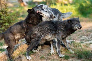 Yazın ormanda siyah kurt.
