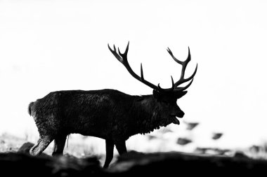 Ormandaki kırmızı geyik