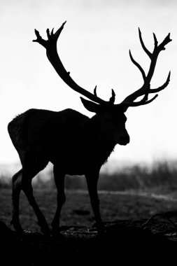 Tekdüzelik sırasında ormanda kızıl geyik