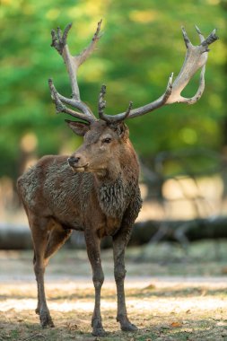 Tekdüzelik sırasında ormanda kızıl geyik