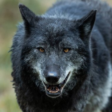 Ormandaki bir kara kurdun portresi