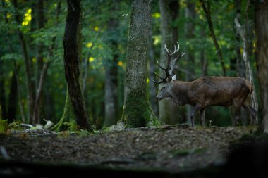 Tekdüzelik sırasında ormanda kızıl geyik