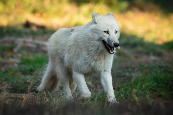 Lobo Branco Correndo Floresta — Fotografia de Stock