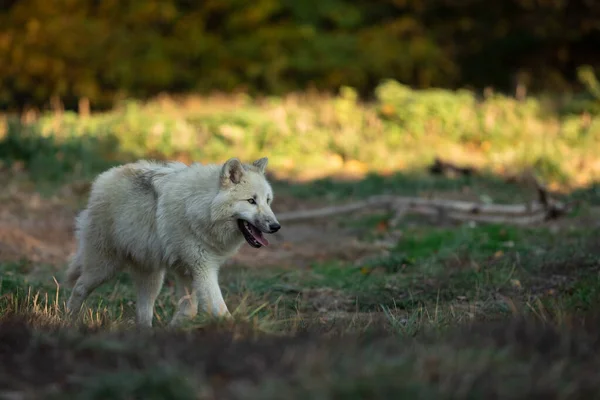 Lobo Branco Floresta — Fotografia de Stock