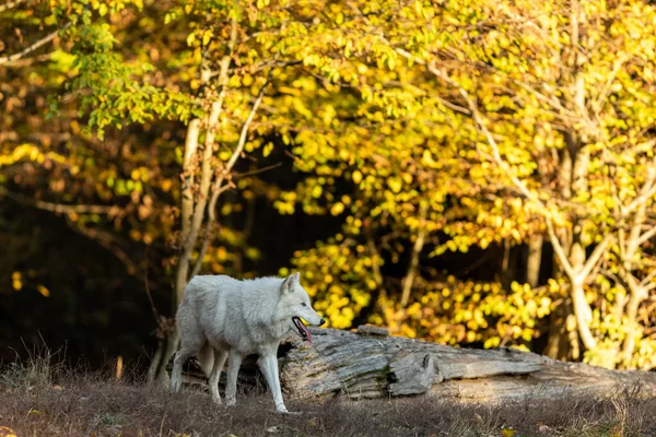 Loup Blanc Dans Forêt — Photo