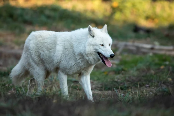 Bílý Vlk Lese — Stock fotografie
