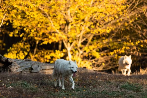 Λευκός Λύκος Στο Δάσος — Φωτογραφία Αρχείου