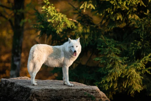 Lobo Blanco Bosque —  Fotos de Stock