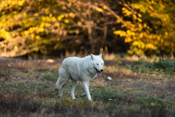 森の中の白い狼 — ストック写真