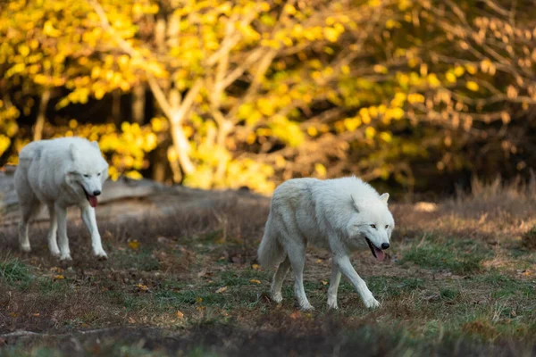 Lobo Blanco Bosque — Foto de Stock