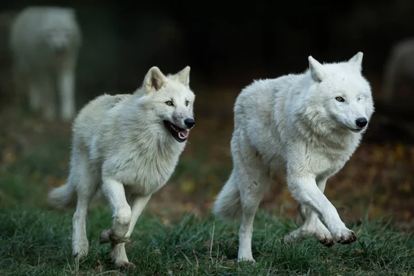 Dos Lobos Blancos Corriendo Bosque — Foto de Stock
