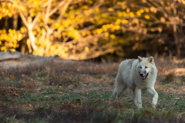 Lobo Blanco Bosque — Foto de Stock