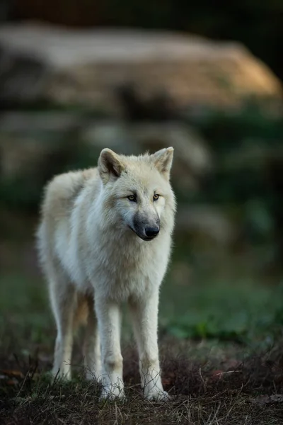 Retrato Lobo Branco Floresta — Fotografia de Stock