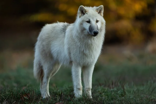 Portrait Loup Blanc Dans Forêt — Photo