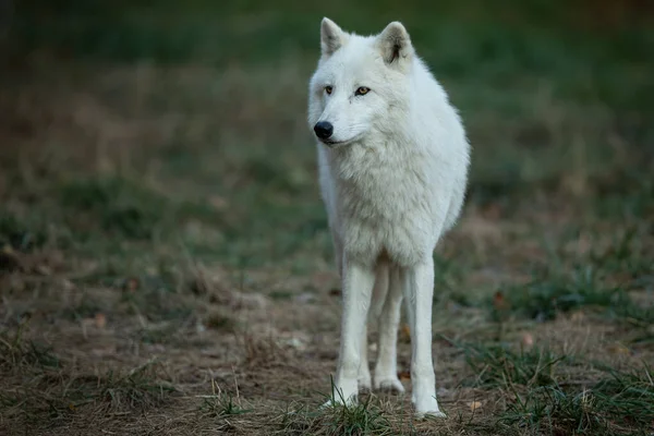 Portrait Loup Blanc Dans Forêt — Photo