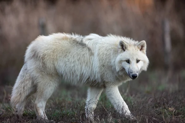 Ormanda bir beyaz kurdun portresi