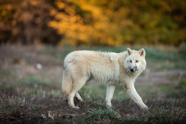 森林里的白狼的画像 — 图库照片