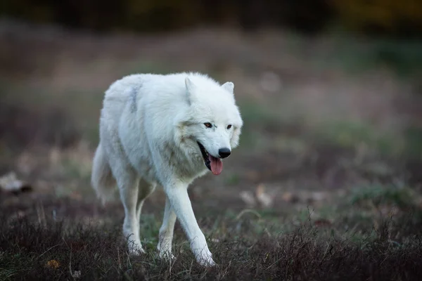 Retrato Lobo Branco Floresta — Fotografia de Stock