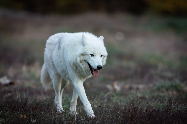 Portrait of a White wolf in the forest