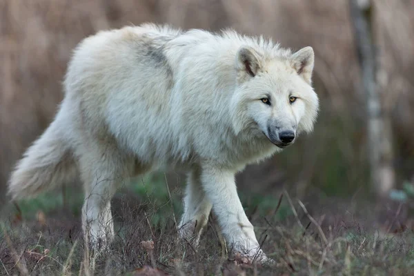 Portret Van Een Witte Wolf Het Bos — Stockfoto