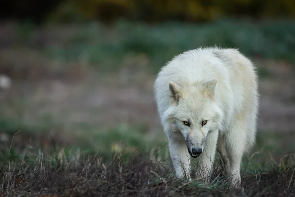 Portrait Loup Blanc Dans Forêt — Photo