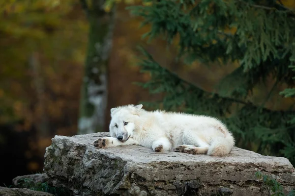 White Wolf Sleeping Rock — Stock Photo, Image